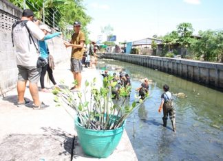 Hard Rock Hotel Pattaya employees plant mangrove shoots and clean garbage out of Nokyang Canal.